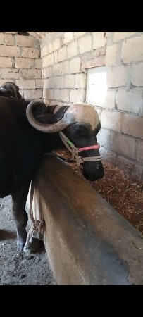 ભેંસ વેચવાની છે