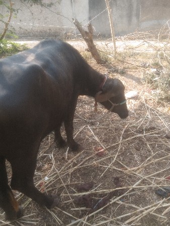 કડાઈ વેચવાની છે