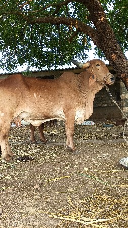 थंबनेल 2