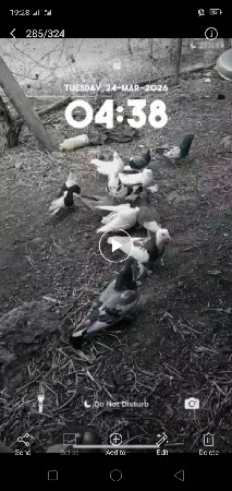 કબૂતર દેવાના છે 17 નંગ છે