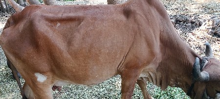 થંબનેલ 3