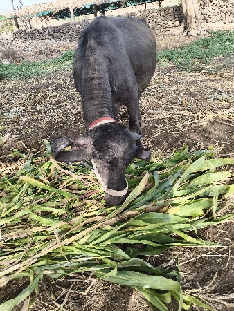 ભેંસ વેચવાની છે