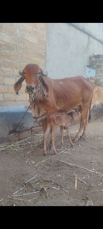 આ ગીર હોડકી વેચવાની છે