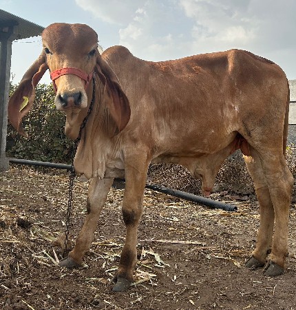 થંબનેલ 3