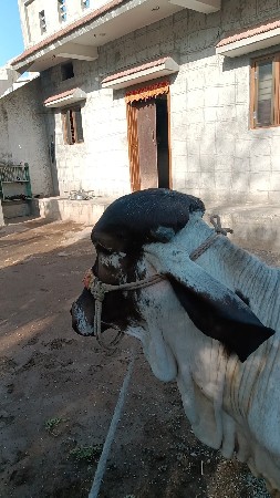 ગીર વાશડી છૅ