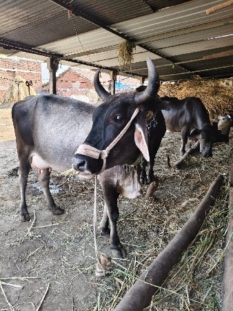 ગાય વેચવાની છે