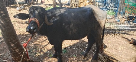 ખઙેલૂ છે ૫ વરચ પૂ છે