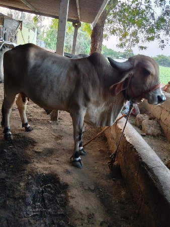 ગાય વેચવાની છે