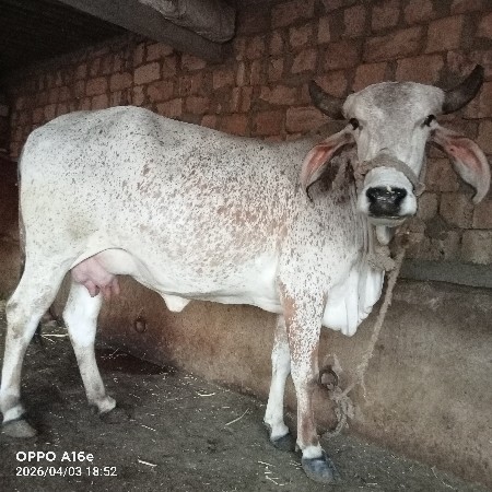 ગાય વેચવાની છે વેતર પેલું.