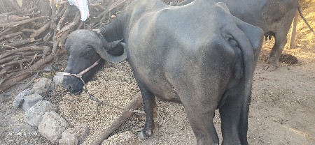 ભેંસ વેચવા ની છે