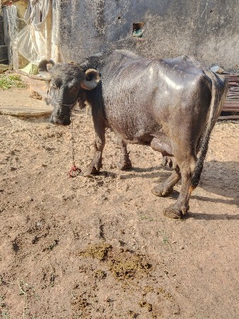 આ ભેંસ વેચવાની છે