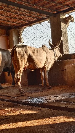 ગાય વેશવાનિ છે