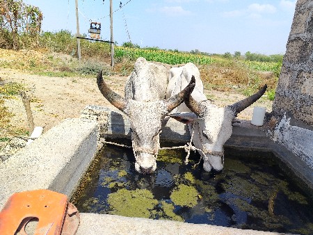 ગોઢલા  વેસવા ના છે