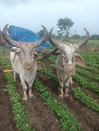 ગોધલા વેચવાના છે