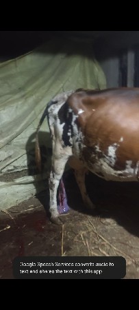 થંબનેલ 2