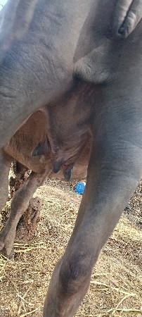 વેચવાની છે