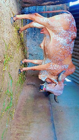 ગાય વેચવાની છે