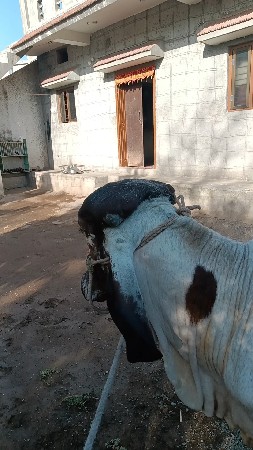 થંબનેલ 2