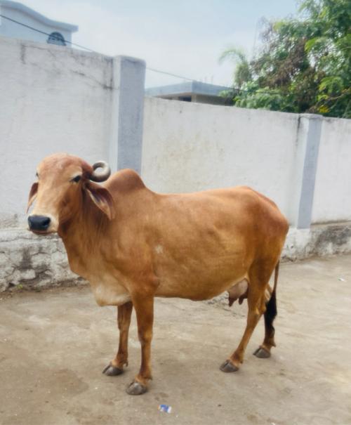 थंबनेल 2