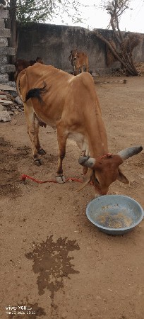 ગાય વેચવાની છે 
અને 2 ગાય છે