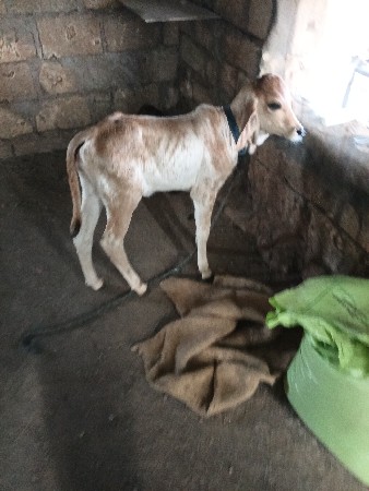 ગાય વેચવા ની છે