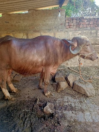 थंबनेल 3