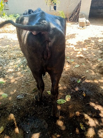 ભેસ વેસવાની છે વેતર પેલુ