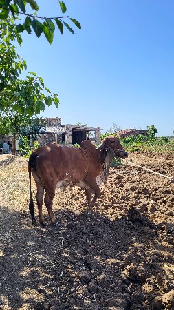 थंबनेल 3