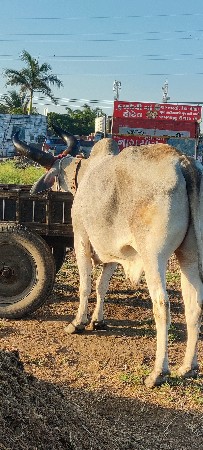 થંબનેલ 2