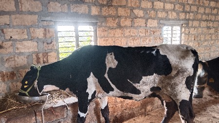 6.7 લીટર દૂધ હજાર માં સે