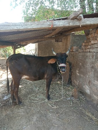 ગાય વેચવા ની સે