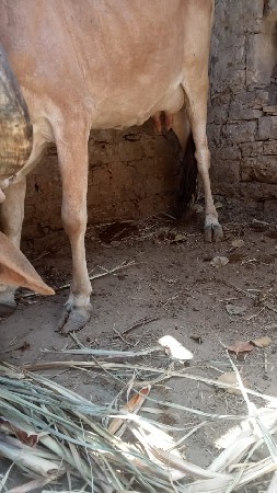 gay vechava ni se 7201071421 ma