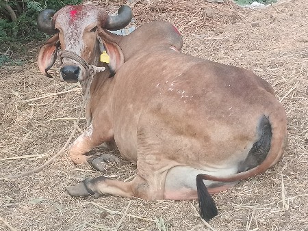 ગીર કાબરી ગાય વેચવાની છે