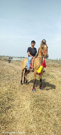 ghodi vechavani che