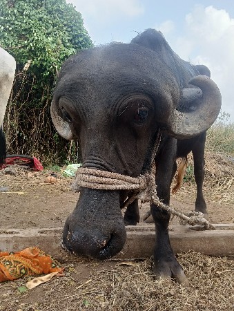 थंबनेल 3