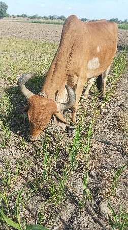 બળદ વેચવાનો છે