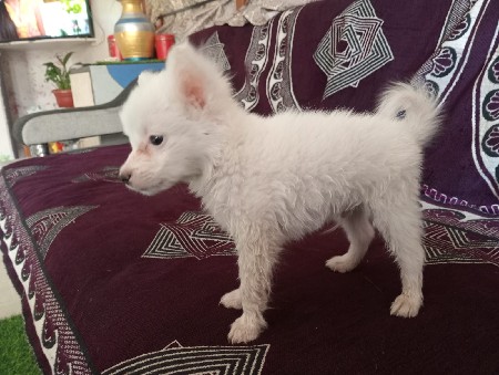 પોમેલિયન