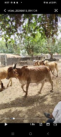 ગોવાળ જોઈએ છે