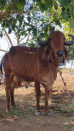 થંબનેલ 2