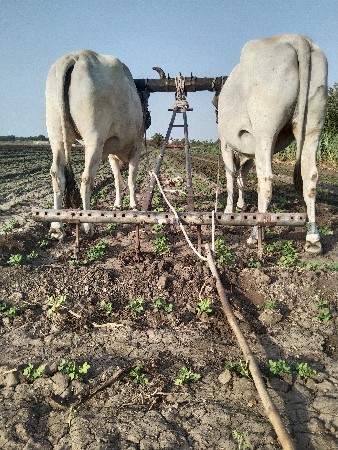 બળદ વેચવાના છે