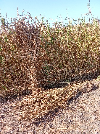 જુવાર ની સાર