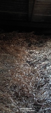 જુવાર નો શુકલ સારો વેચવા નો છે