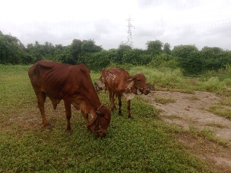 ગોઢલા વેચવાના છે