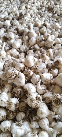 લસણ વેચવાનું છે