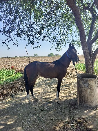 થંબનેલ 2