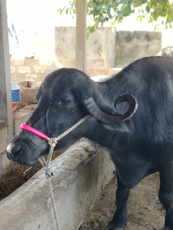 થંબનેલ 2