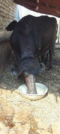 ભેંસ વેચવાની છે