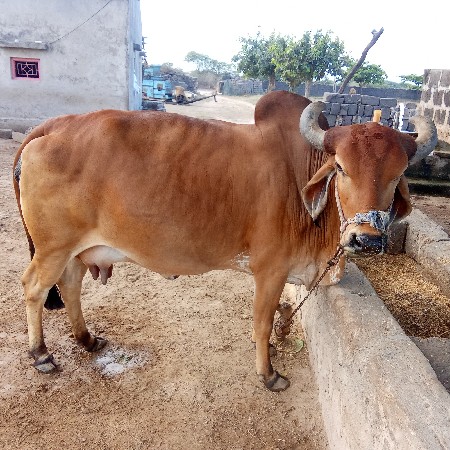 આ ગાય વેશવા ની છે