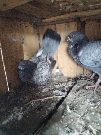 પેટ્રોલ પંપ ની બાજુમાં