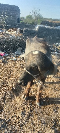 સાવ સોજો છે